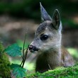 Създавайте истински нови гори с WWF!