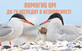 Помогнете на редки птици да отглеждат в безопасност малките си