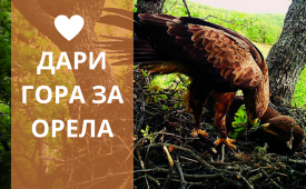 Дари гора за орела!