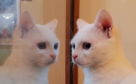 Първата бездомна котка е била домашна! Дарете, за да я върнем у дома!