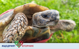 Подари топла черупка!