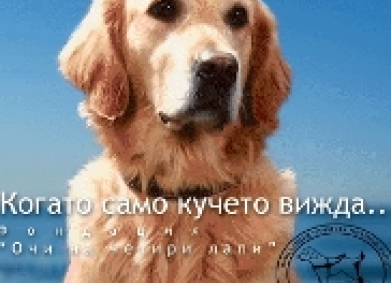 Фондация „Очи на четири лапи“