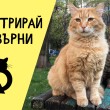 Отговорна грижа и лечение на бездомни котки