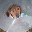 Дом за здравите кучета – новата мечта на Дом Динев 🐾
