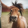 Убежище за коне и селскостопански животни