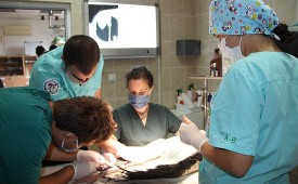 Помощ за ранената дива природа!