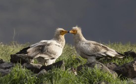 Подкрепете завръщането на египетския лешояд в България!