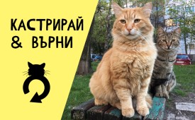 Отговорна грижа и лечение на бездомни котки