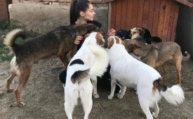 Дари любов за четириноги в нужда