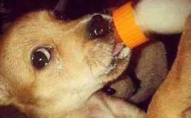 Респект към животните!