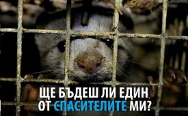 Кажи „Не!“ на ненужното страдание!