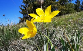 Шанс за дивата природа в България!