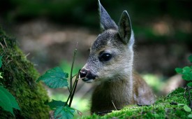 Създавайте истински нови гори с WWF!