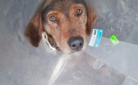 Дом за здравите кучета – новата мечта на Дом Динев 🐾