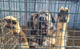 Кампания за животни в нужда на ДОГ ХЕЛП БГ