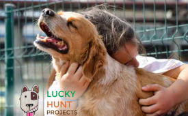 Помощ за страдащи и малтретирани животни