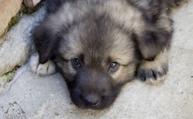 Да няма животни в беда!