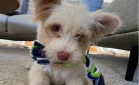 Подай ръка на животно в беда!