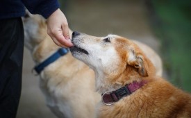 За любовта, която маха с опашка!