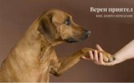 Верен приятел