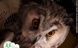 Гласът на дивите животни