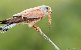 Белошипата ветрушка – малкото соколче в помощ на хората