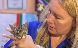 Всеки котешки живот има значение!