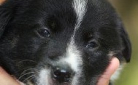 Прегърни уличен герой