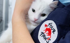 Лечение и кастрация на бездомни животни