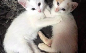 Подари живот!