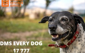 Различният спасителен център