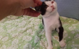 Надежда за бездомните животни