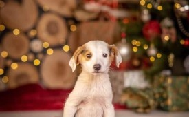 Осинови приятел от Габрово!