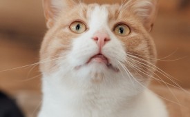 Дарете им живот!