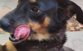 Подкрепа за животните!