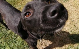 Дари – помогни на бездомниче!