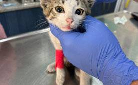 Подай лапа на улична котка