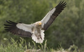 България пази египетския лешояд – резултатите от кампанията на БДЗП