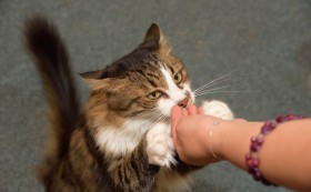 Да се осмелиш да помогнеш?