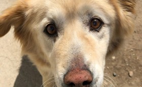 Сдружение „Пет систърс“ събра 2300 лв. от продажбата на благотворителен календар