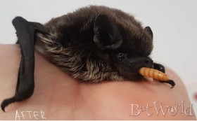 Прилепчето Жени и битката за живот ден и нощ