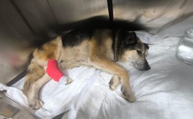 Прострелян, но спасен: парадоксалният случай на уличното куче дядо Марко в Габрово