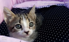 Благотворителни календари в помощ на животните в Бургас