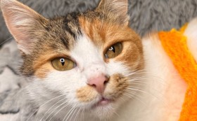 Фондация „Десети живот“ отчита месец, изпълнен с добри новини