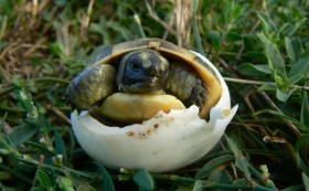 На крачка от успеха е лечебницата за костенурки в село Бяла!