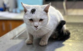 Дари живот на бездомните!