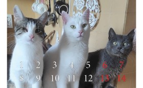 Отворете сърцата си за бездомните животни!