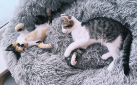 Котешки новини от август