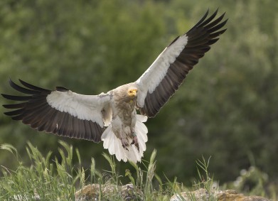 България пази египетския лешояд – резултатите от кампанията на БДЗП