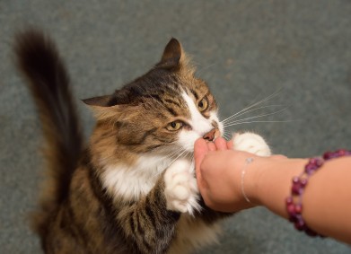 Да се осмелиш да помогнеш?